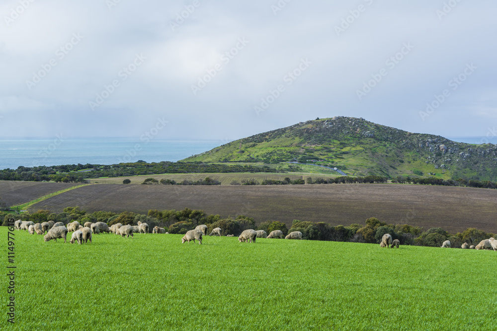 Grazing Sheep On Farm Land Near Kings Beach, South Australia. Pa