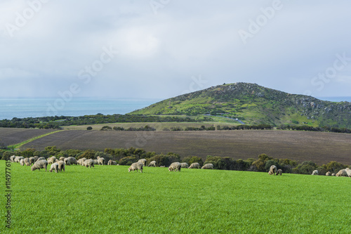 Grazing Sheep On Farm Land Near Kings Beach, South Australia. Pa