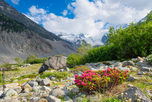 Rhododendrons under mountains of glaciers in the Alps photo
