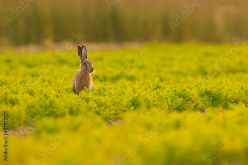 Brown Hare in Carrot Crop