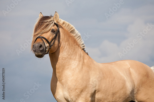 Foto Portrait of nice fjord horse