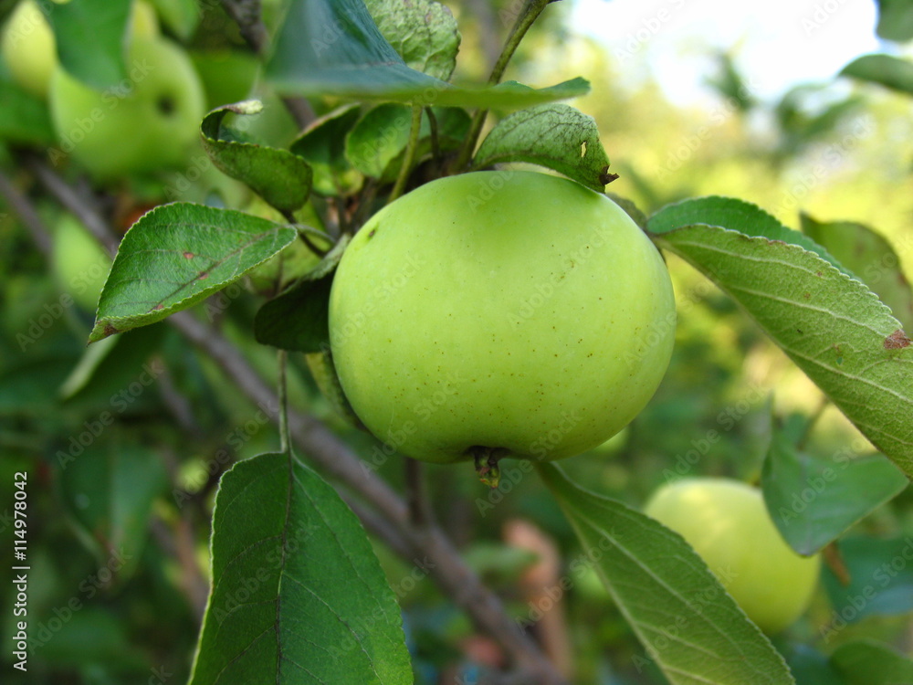 organic apples on the tree organic apples on the tree