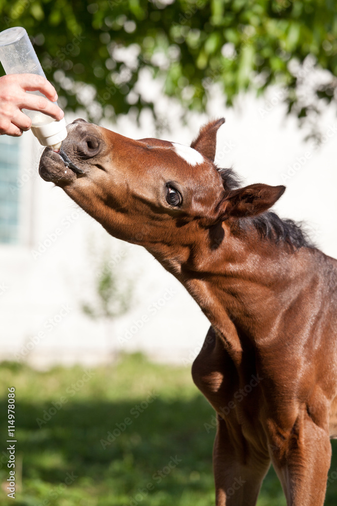 Nice foal is drinking