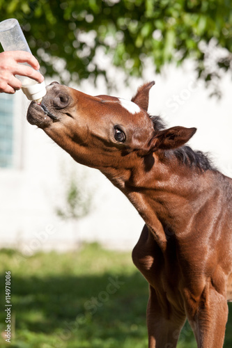 Obraz na płótnie Nice foal is drinking w salonie