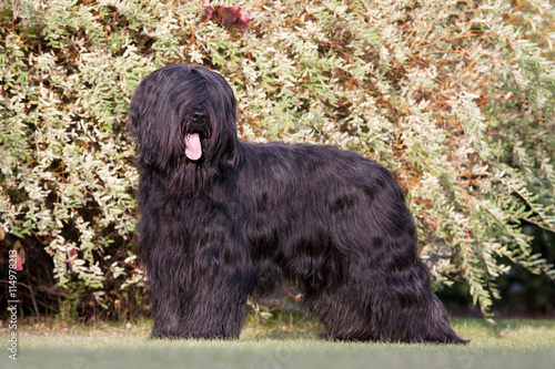Foto Portrait of nice briard