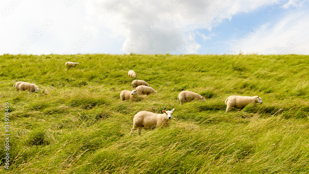 Obraz premium Sheep walking through high grass on a dike