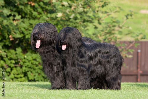 Obraz na plátně Portrait of two nice briard