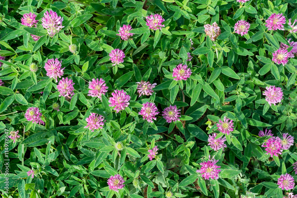 clover flowers in the field clover flowers in the field