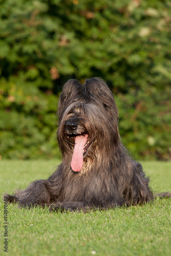 Portrait of nice briard Portrait of nice briard