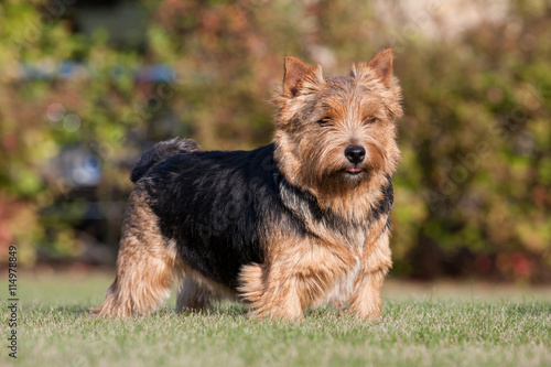 Portrait of nice norwich terrier