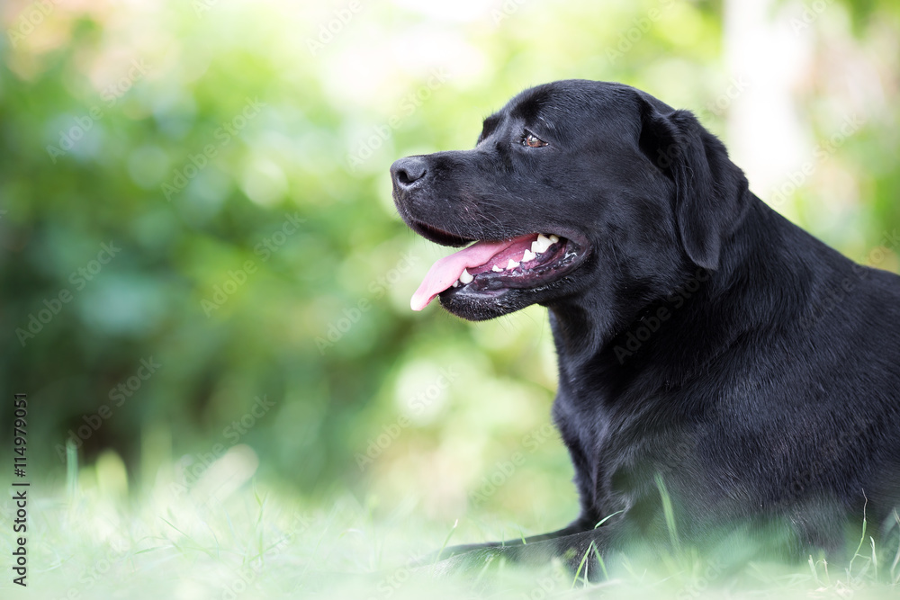Profile of black labrador retriever dog Profile of black labrador retriever dog