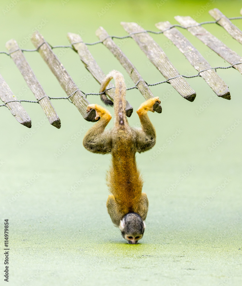 Obraz premium Squirrel monkey - drinking water up-side down