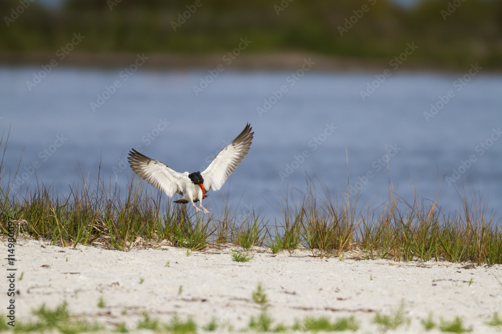 Oystercatcher wings spread Oystercatcher wings spread