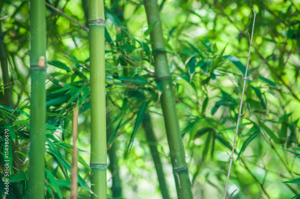 Fototapeta premium Piękny bambusowy tło. Harmony Green