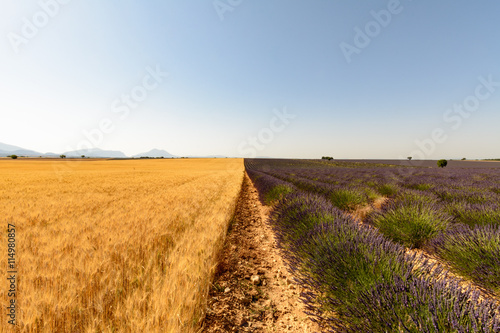 A field of wheat and lavender are encountered along a plot in Pr