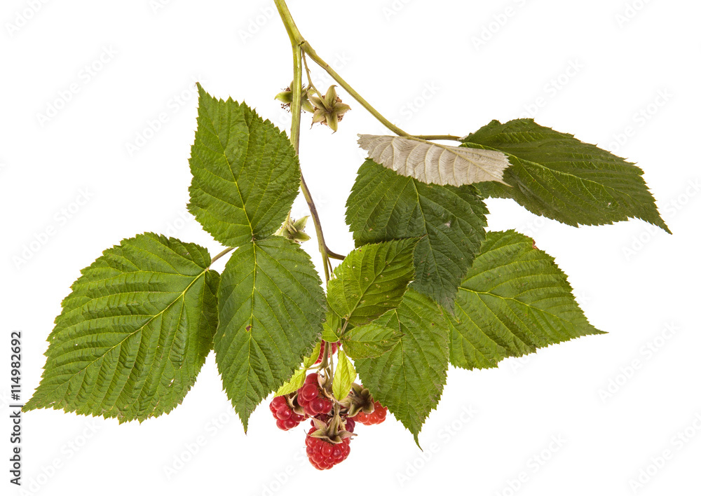raspberries on a branch with leaves. on a white background raspberries on a branch with leaves. on a white background