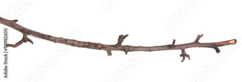 dry pear tree branch isolated on white background