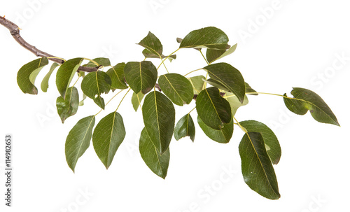 pear tree branch with leaves isolated on white background