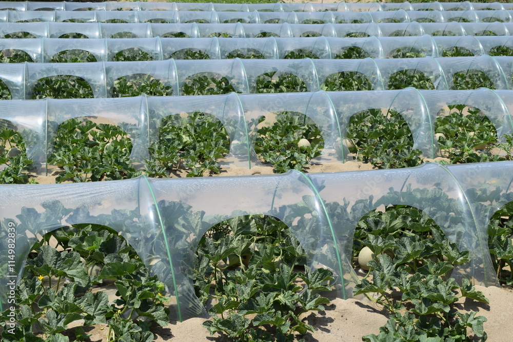 メロン栽培 ／ 山形県の庄内砂丘で、メロン栽培風景を撮影した写真です。