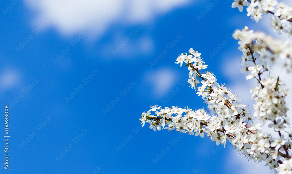 apple tree blossom in spring apple tree blossom in spring