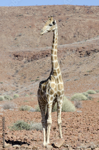 Giraffe - Einzeln m  nnlich