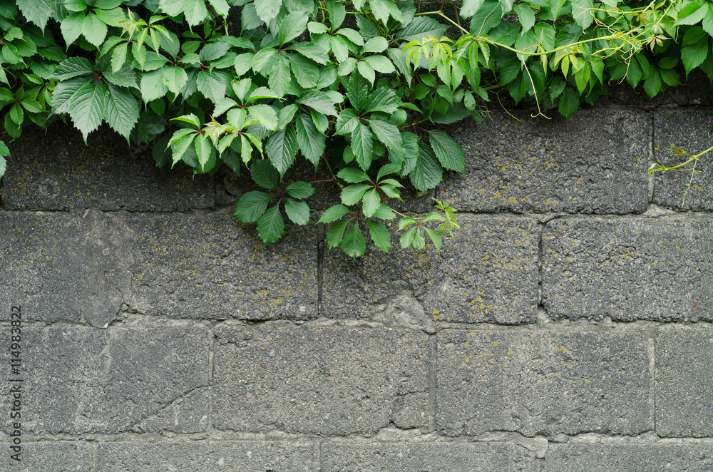 Green ivy leaves overhanging a dark stone wall Green ivy leaves overhanging a dark stone wall