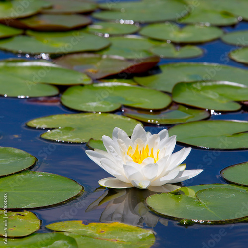 beautiful waterlily or lotus flower © piyagoon