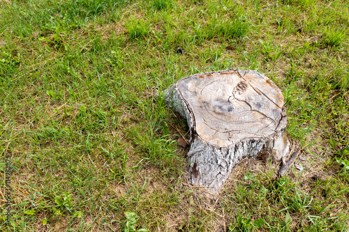 The stump of a large and old tree.