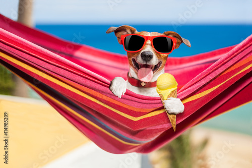 Fototapeta Naklejka Na Ścianę i Meble -  dog on hammock in summer  with ice cream