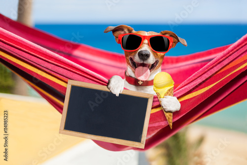 Fototapeta Naklejka Na Ścianę i Meble -  dog on hammock in summer