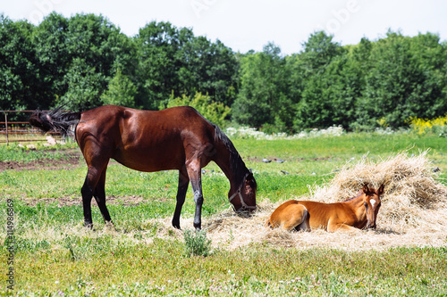 Horse and foal grazing on the farm