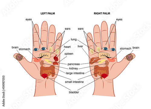 Hand reflexology chart