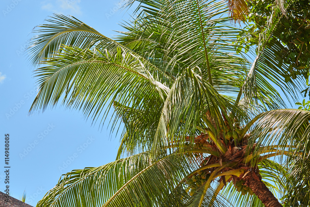 Fototapeta premium Palms and mangrove trees on Maldives