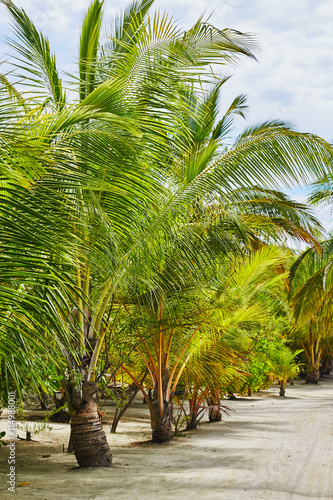 Palms and mangrove trees on Maldives