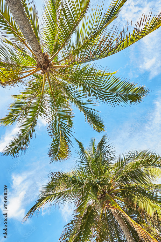 palms and mangrove trees on sand beach