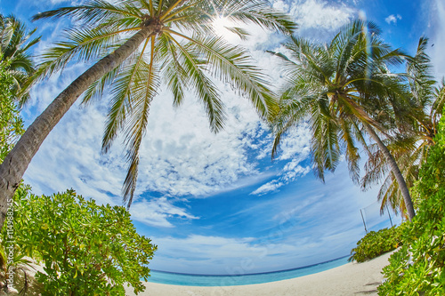 palms and mangrove trees on sand beach