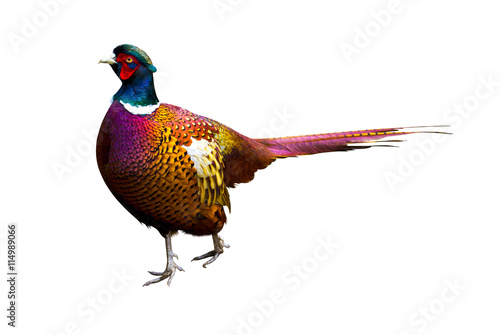 pheasant. Side view of a colorful common pheasant isolated on wh