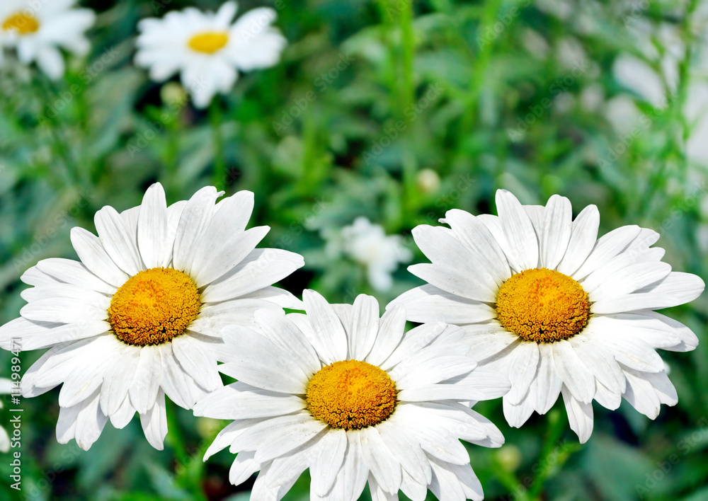 Wildflowers daisies. Summer landscape. white chamomile flowers Wildflowers daisies. Summer landscape. white chamomile flowers