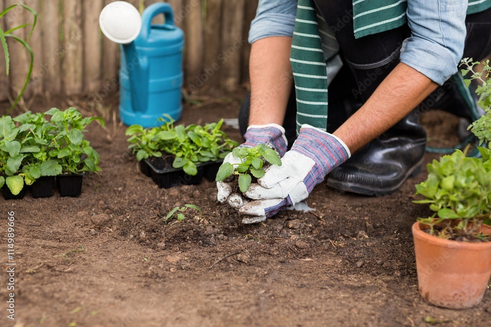 Fototapeta premium Male gardener planting saplings at greenhouse