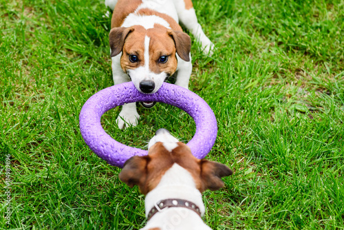 Canvas Print Two dogs pulls toy playing Tug-of-war on grass