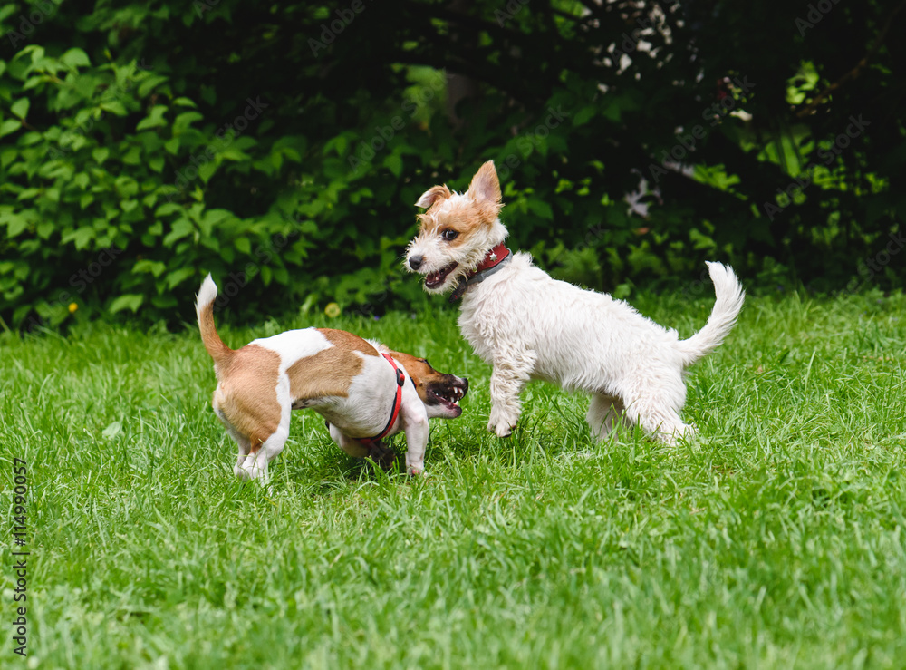 Two funny dogs playing together at park Two funny dogs playing together at park