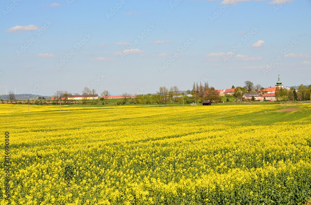 Yellow field of canola - a food crop
Landscape in  Czech Republic, 