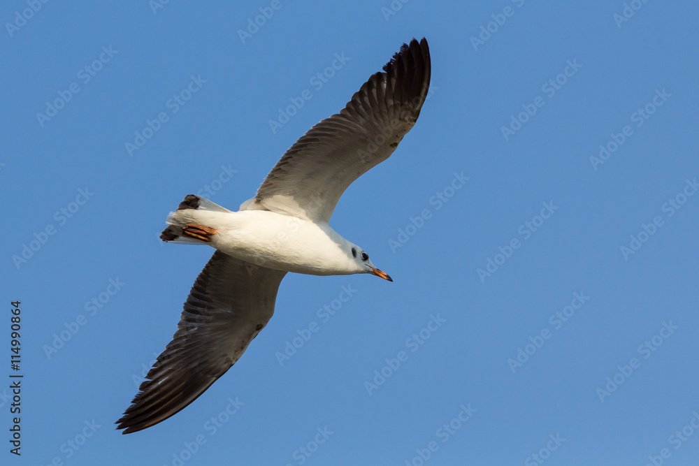 Fototapeta premium The seagull.