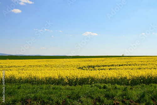 Yellow field of canola - a food crop Landscape in Czech Republic, 