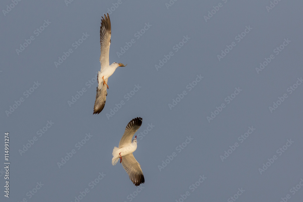 Fototapeta premium Seagulls flying