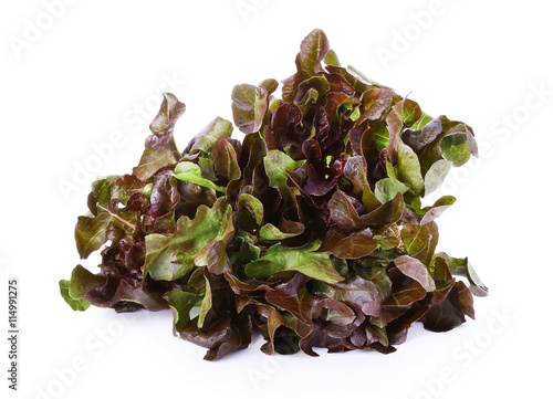 Green and Purple lettuce isolated on white background