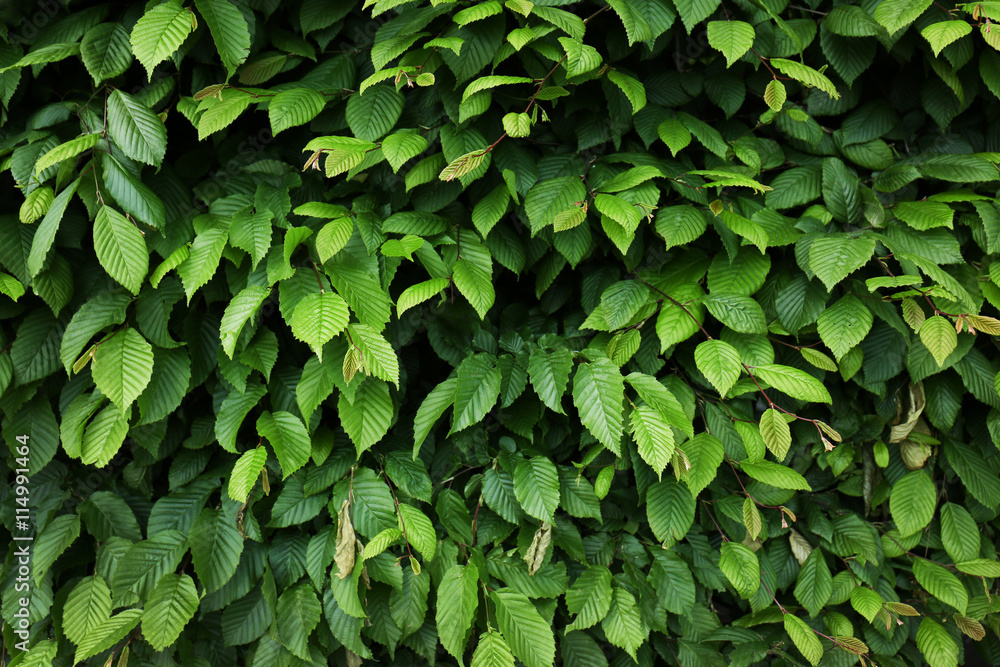 Green leaves background Green leaves background