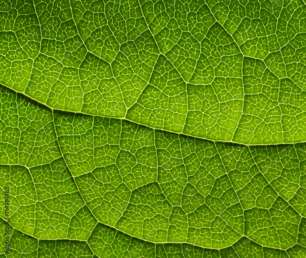 Texture of a green leaf as background Texture of a green leaf as background