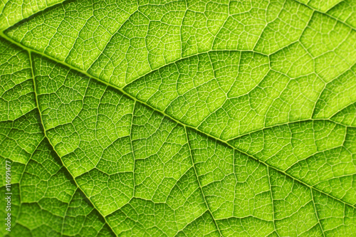 Texture of a green leaf as background