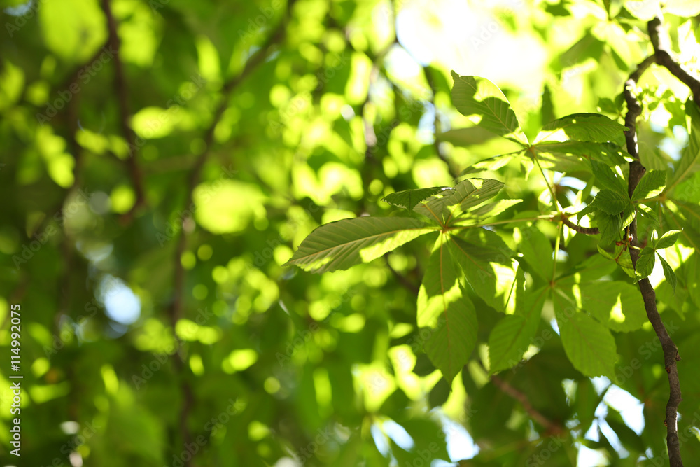 Chestnut tree branches with leaves on a spring day Chestnut tree branches with leaves on a spring day